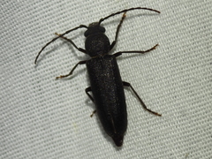 Arhopalus rusticus