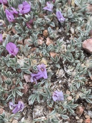 Astragalus tridactylicus