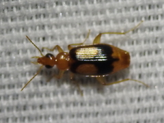 Nemotarsus elegans