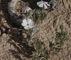 Phlox andicola