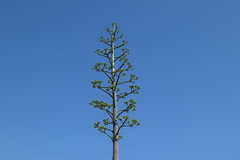 Agave tequilana