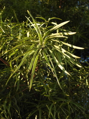 Podocarpus salignus
