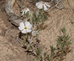 Phlox andicola