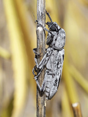 Hesperoferus roridus