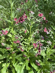Cynoglossum officinale