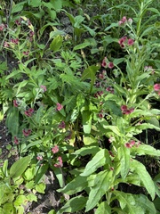 Cynoglossum officinale
