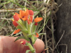 Castilleja scorzonerifolia