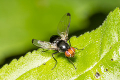 Seioptera vibrans