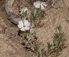 Phlox andicola