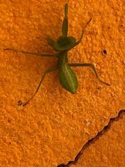 Photiomantis planicephala