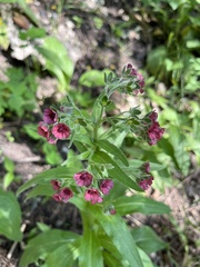Cynoglossum officinale