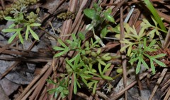 Ammoselinum butleri