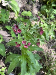 Cynoglossum officinale