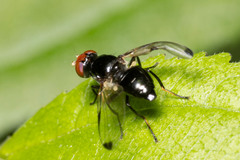 Seioptera vibrans