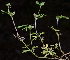 Ammoselinum butleri