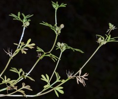 Ammoselinum butleri