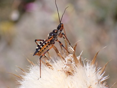 Rhynocoris punctiventris