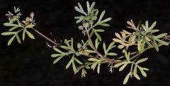 Ammoselinum butleri