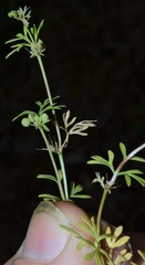 Ammoselinum butleri