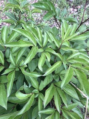 Paeoniaceae