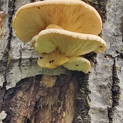 Pleurotus citrinopileatus