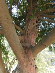 Podocarpus salignus