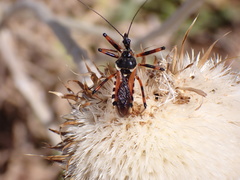 Rhynocoris punctiventris