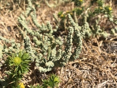 Extriplex joaquinana