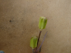 Fritillaria