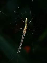 Tetragnatha hasselti
