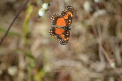 Chlosyne lacinia saundersi