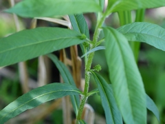 Lysimachia thyrsiflora
