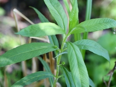 Lysimachia thyrsiflora