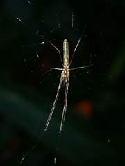 Tetragnatha hasselti
