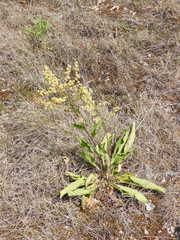 Verbascum chaixii