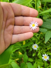 Astranthium integrifolium