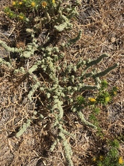 Extriplex joaquinana