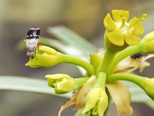 Trupanea guimari · iNaturalist