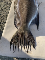 Mycteroperca xenarcha