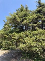 Abies cephalonica