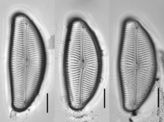 Encyonema leibleinii