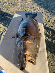 Mycteroperca xenarcha