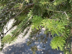 Abies cephalonica