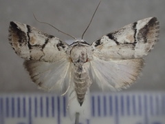 Thriponea melanograpta