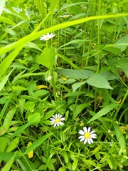Astranthium integrifolium