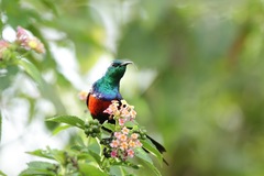 Cinnyris erythrocercus