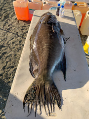 Mycteroperca xenarcha