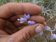 Lupinus caudatus caudatus