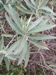 Asteraceae