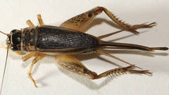 Lepidogryllus comparatus